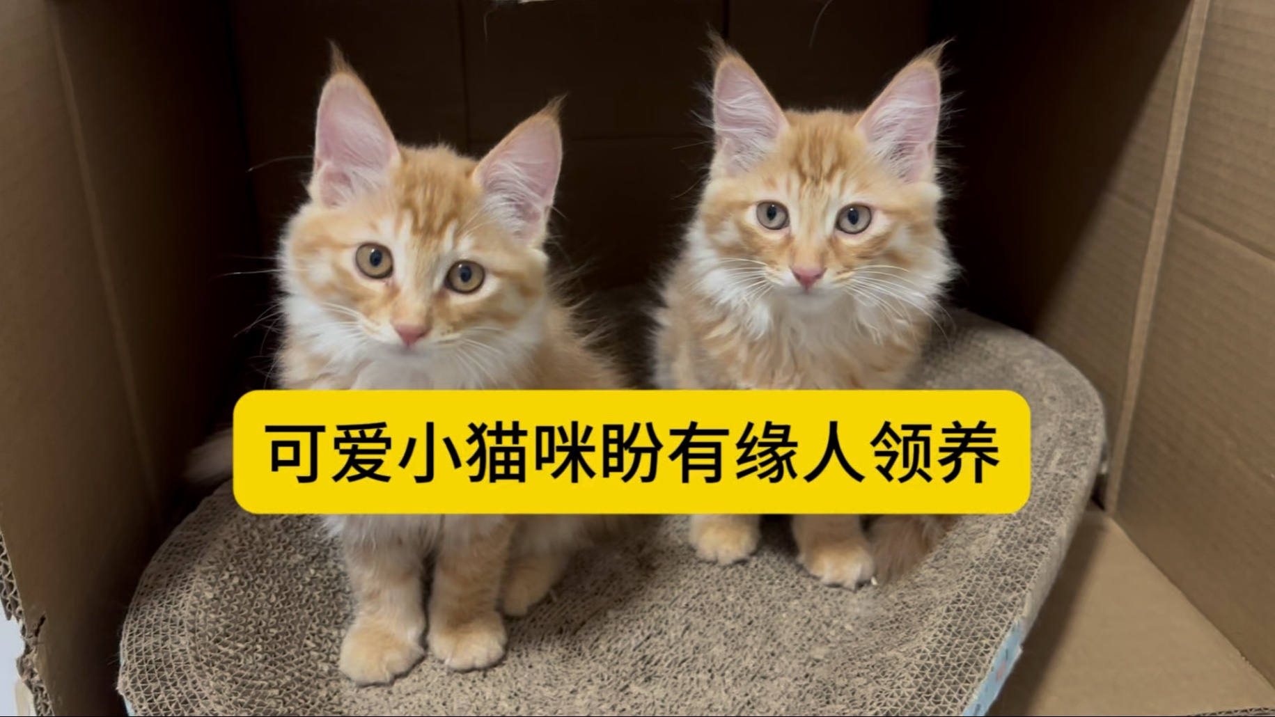 自家猫妈妈生的一窝小猫，已经两个月，两只长得一模一样，全身橘色