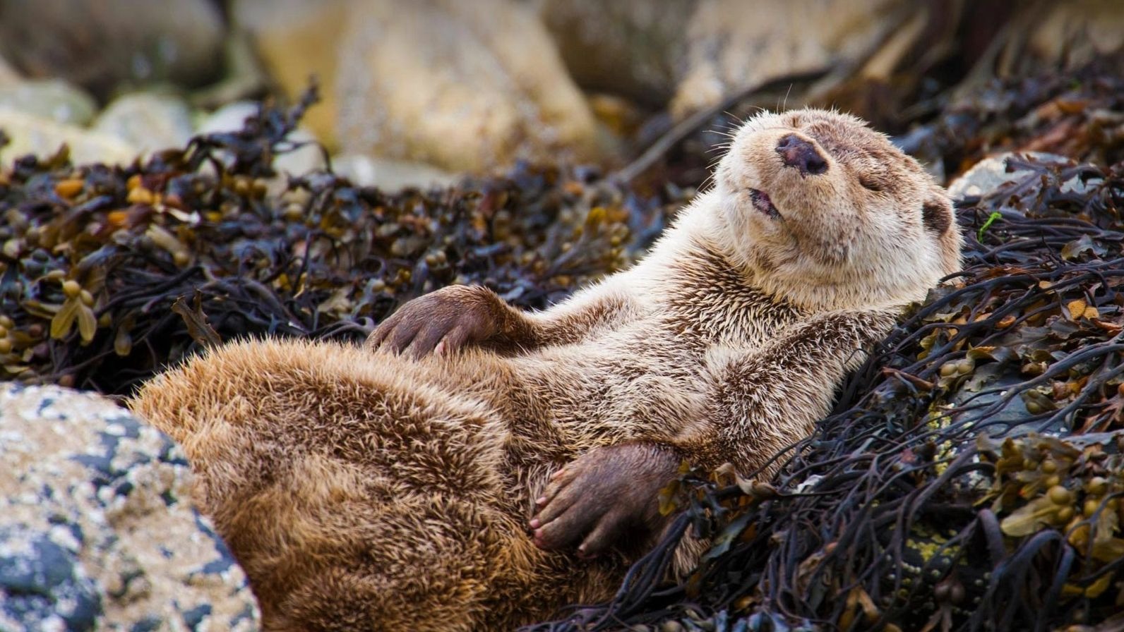 每一个喜欢獭獭的人都值得被这部片子治愈~