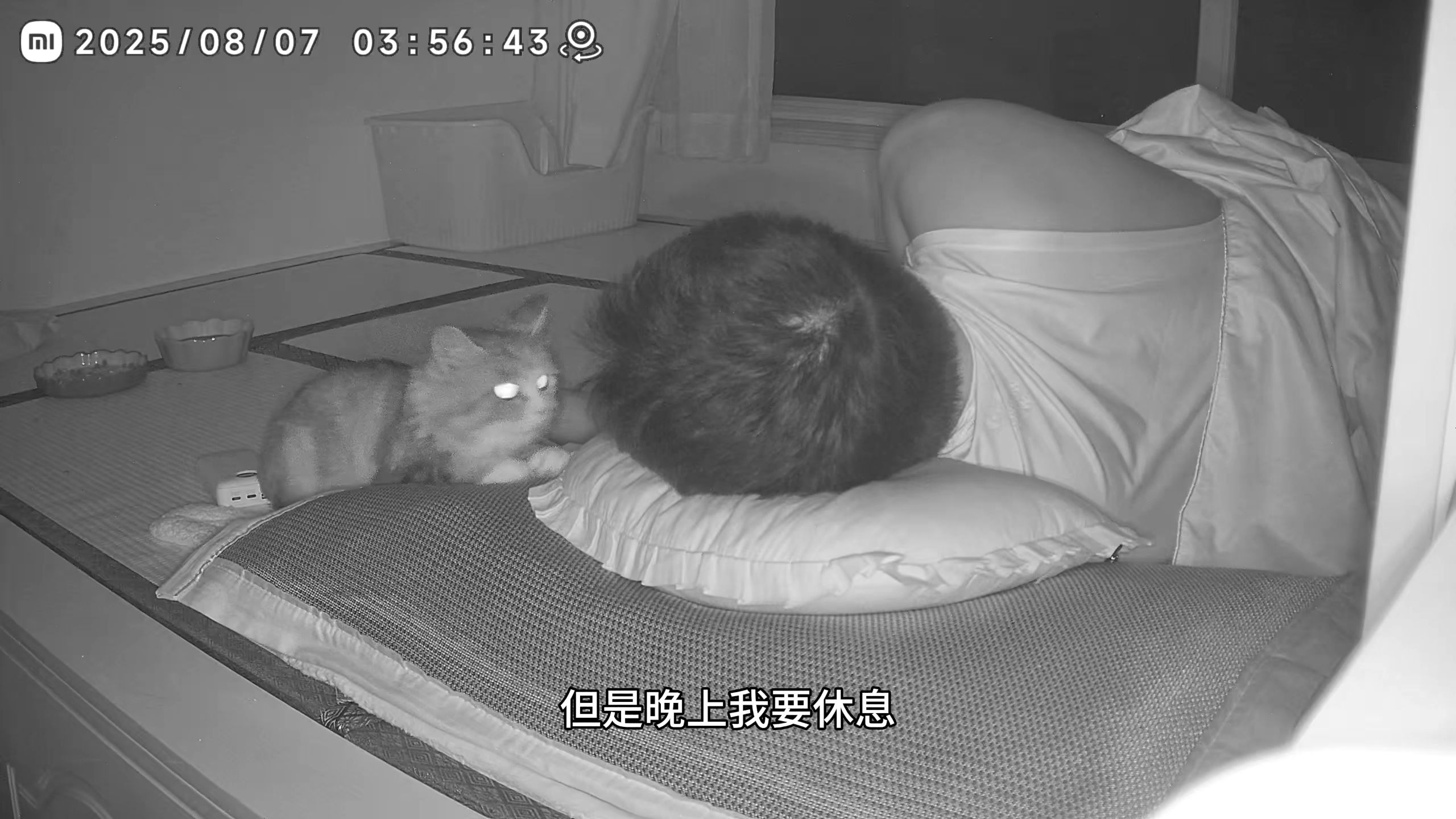 榻榻米小奶猫的苦难生活
