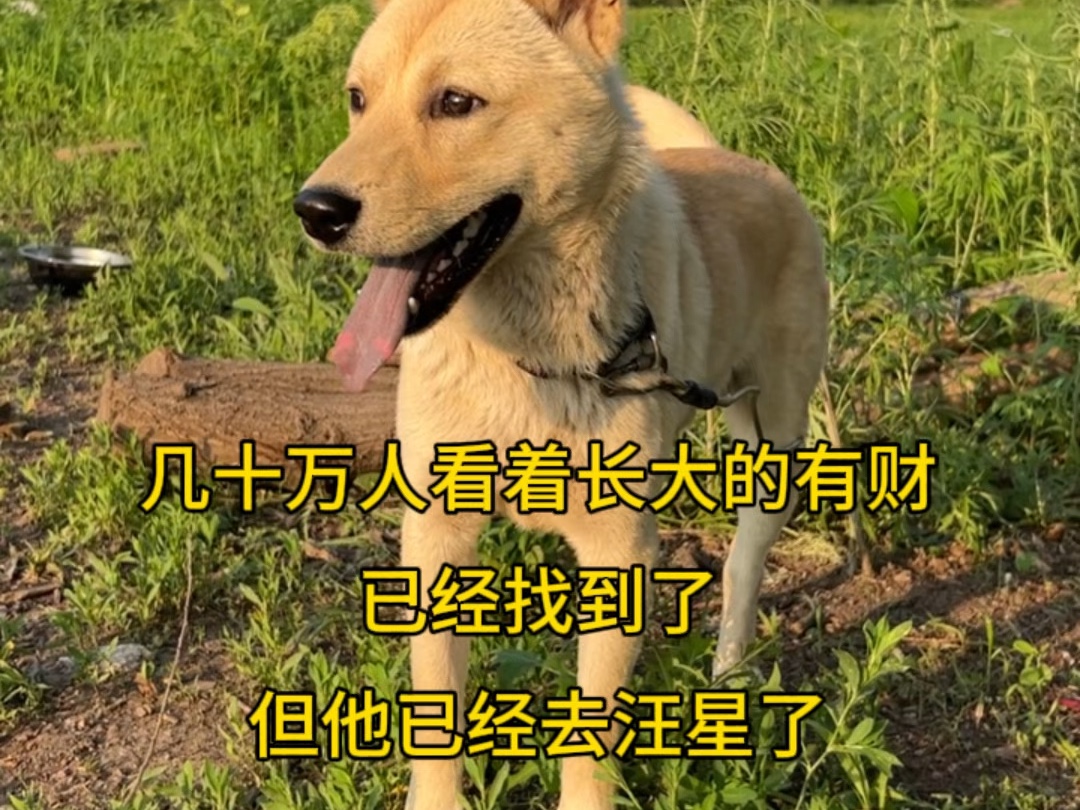 朋友们有财修行够了，感谢大家的喜欢他已经离开了#青年创作者