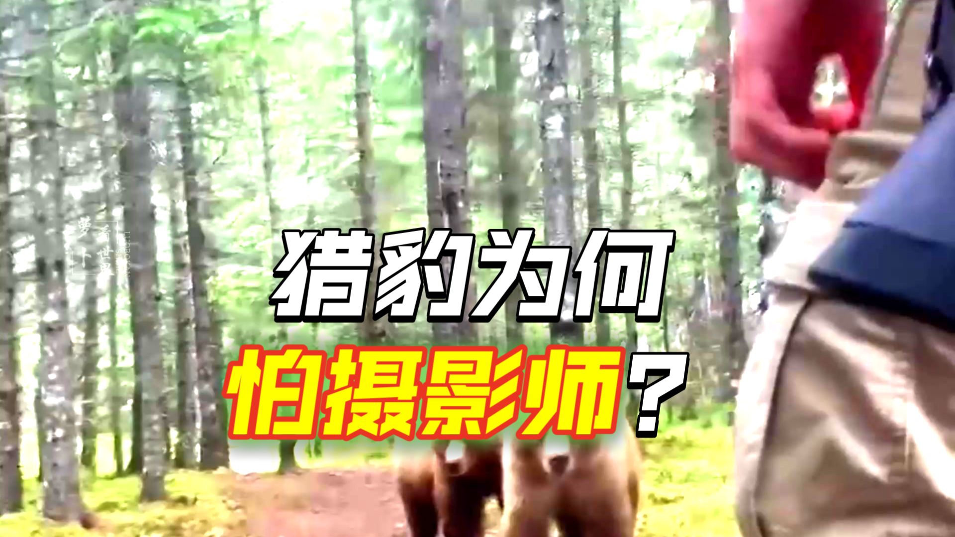 认识“真理”的3种动物