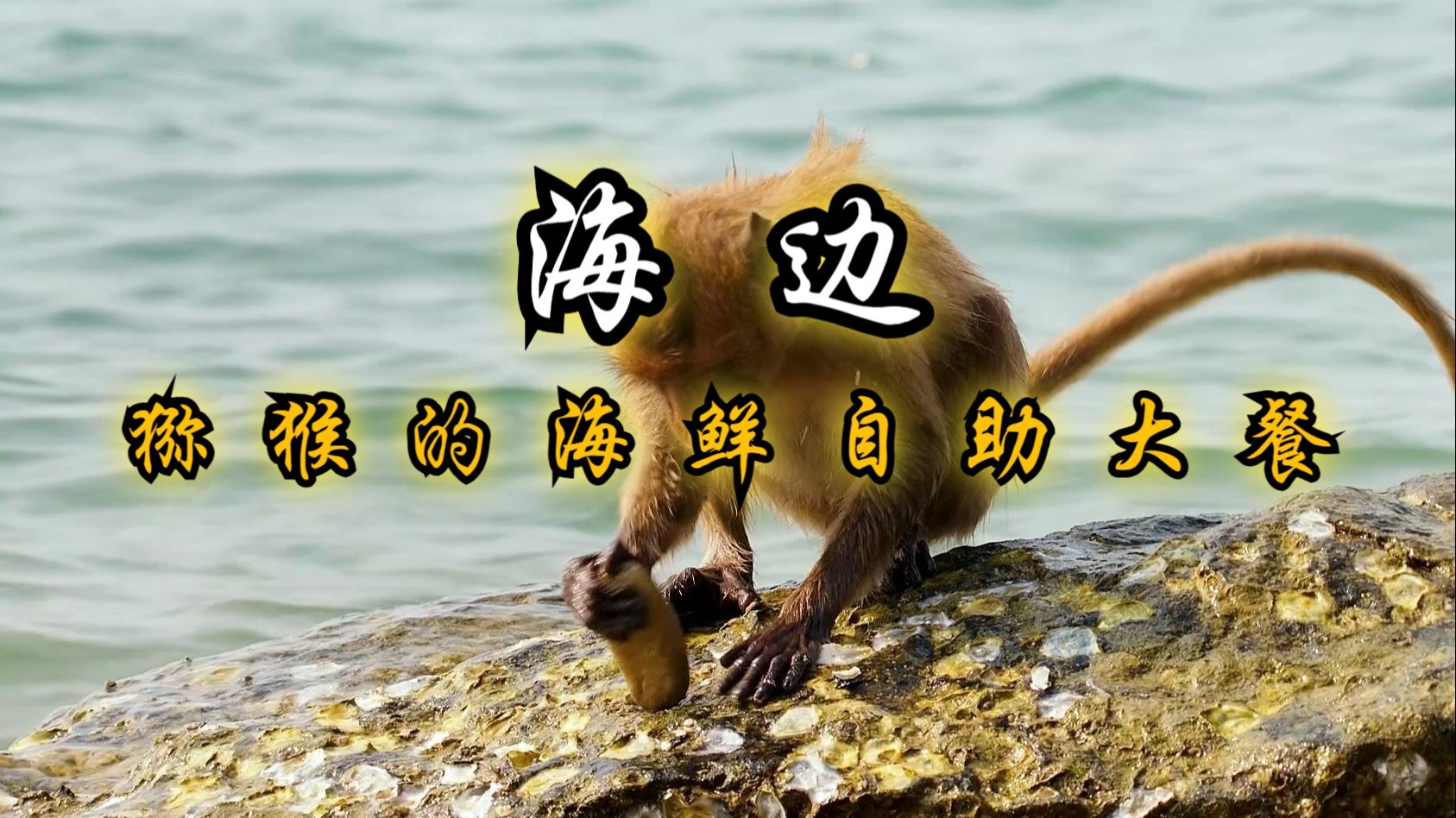 嘎嘣脆鸡肉味蛋白是牛肉的好几倍，生存在海边的食蟹猕猴太幸福