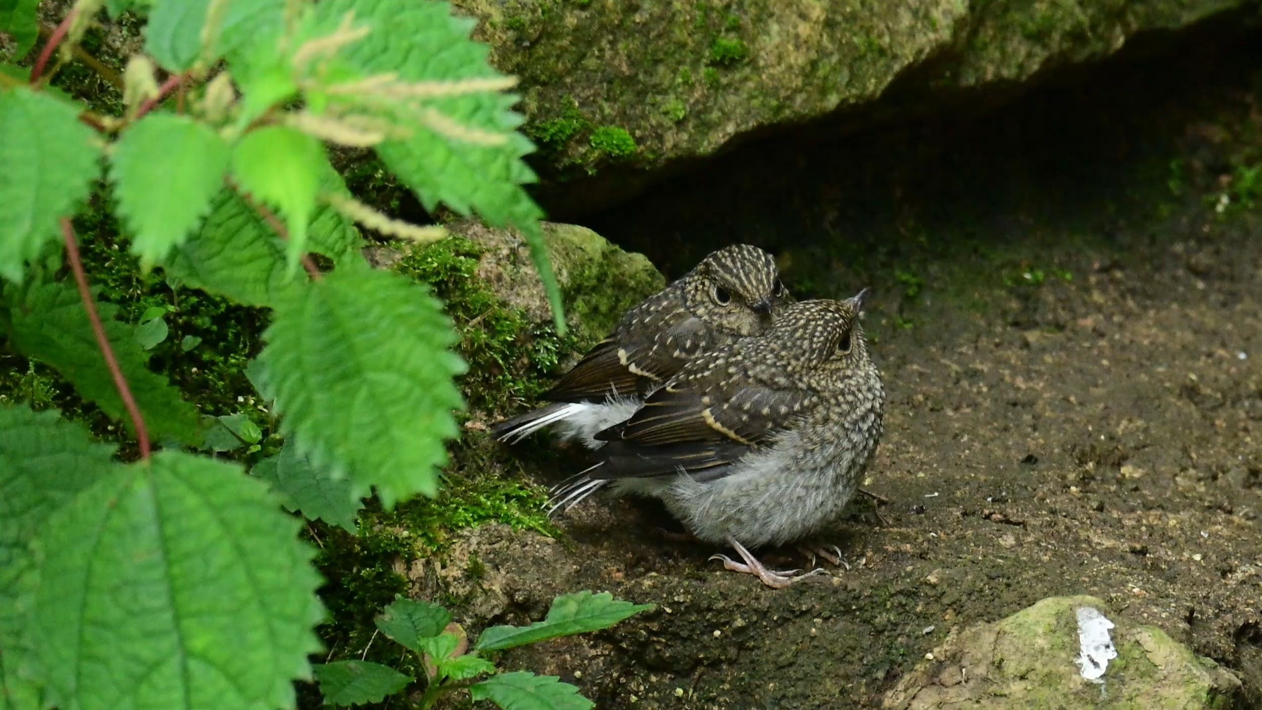 第一次遇见宏伟水渠居然是在黄山？还是五只？