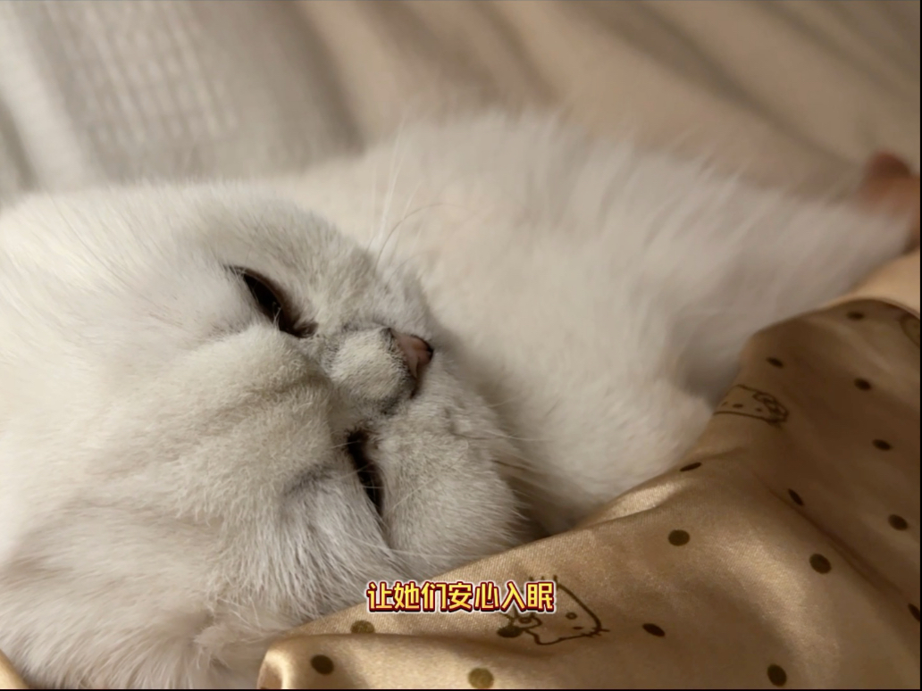 它用一生陪我长大，我用余生陪它变老