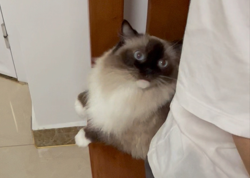 接上条 这个软软的家伙疯狂骚扰人 又拱又咬的 我只好狂摸她