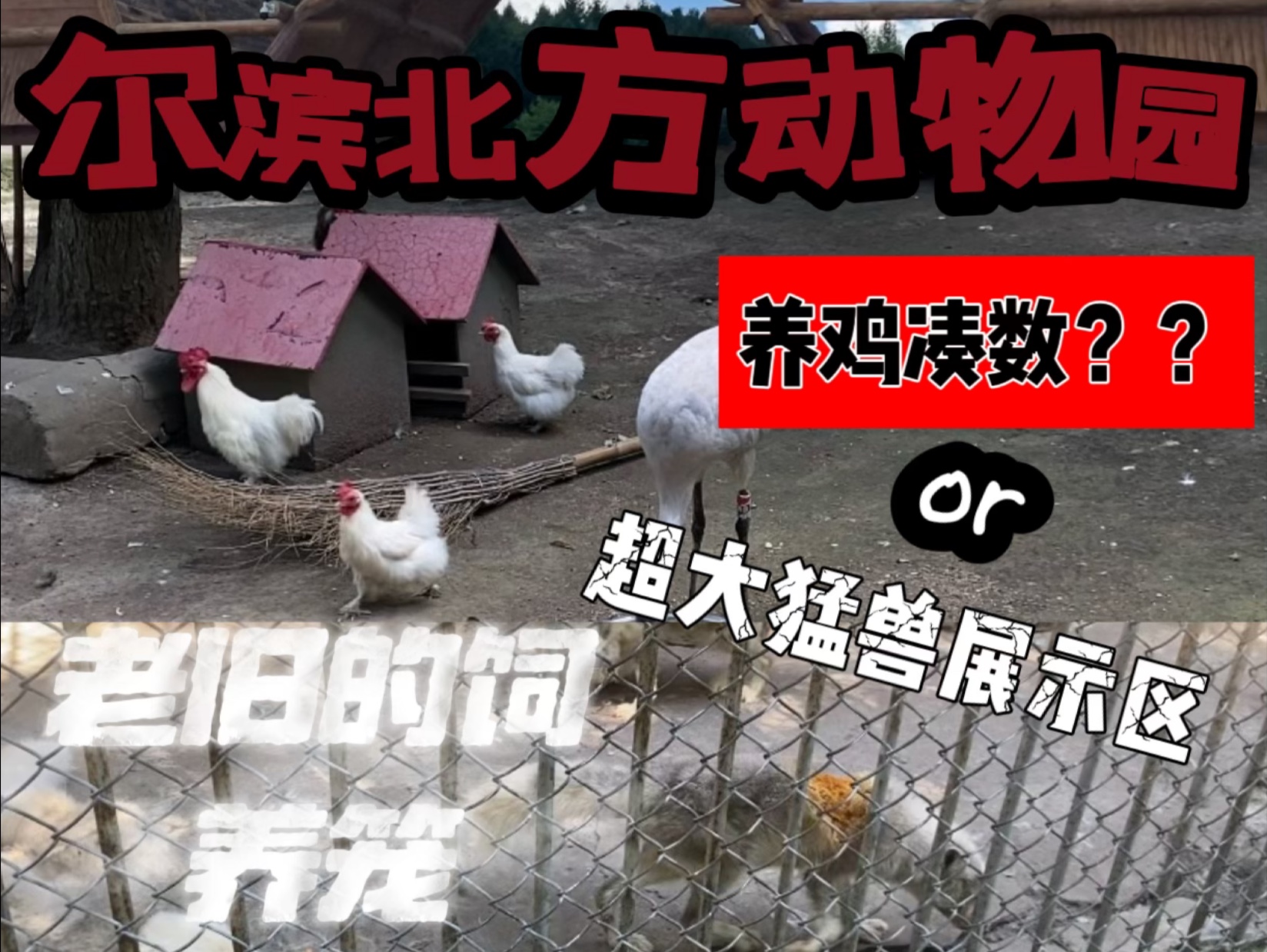 硬核探访哈尔滨最大的动物园里的问题..真的没想到