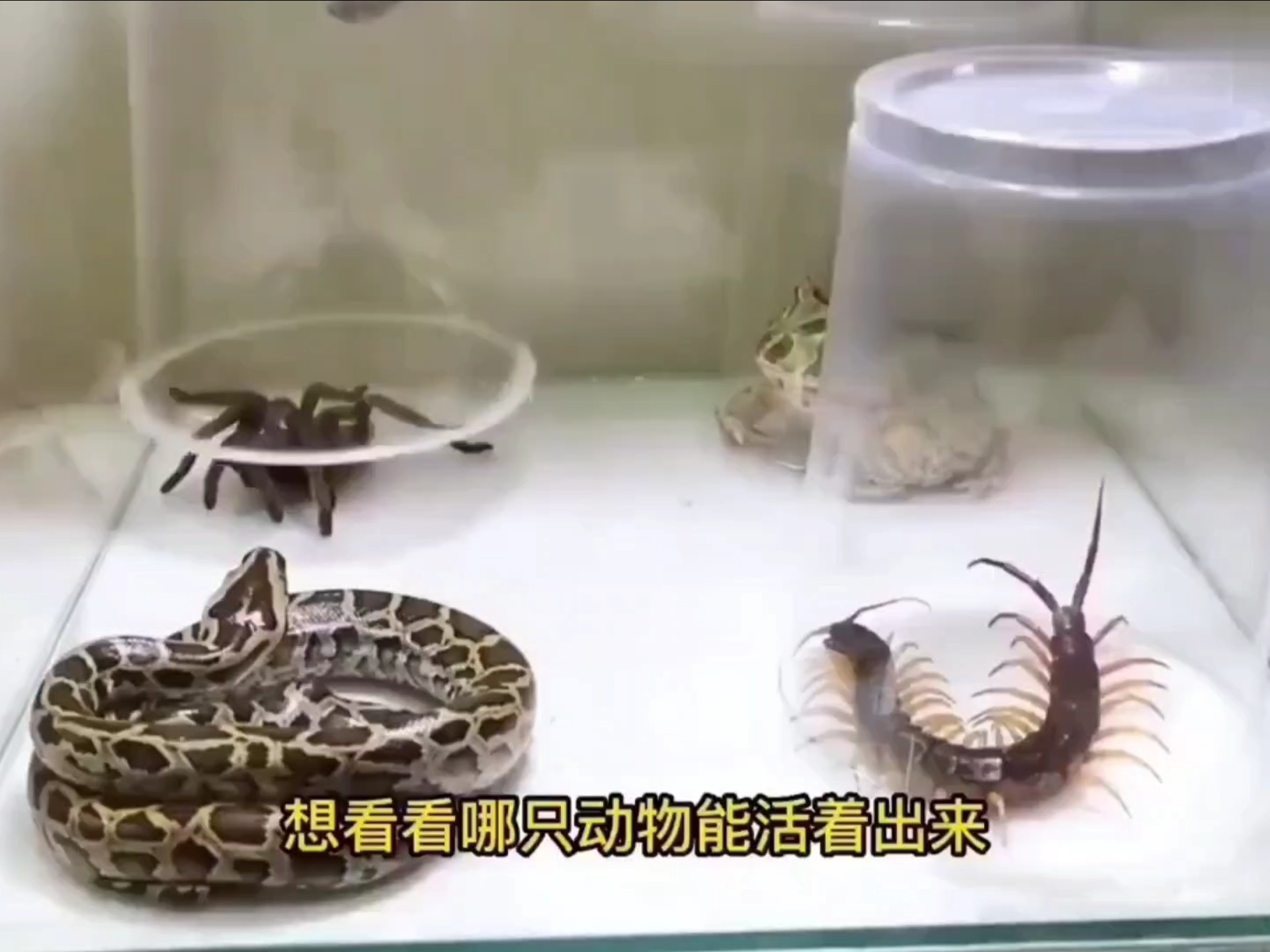四大毒物齐聚一堂，看谁能活着出来……