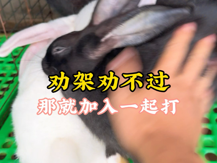 我本来是劝架的