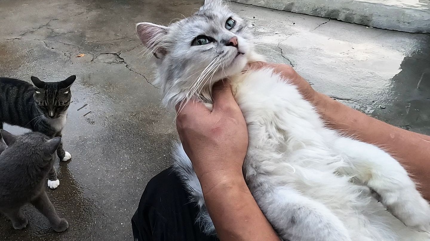 干完活抱抱猫，又是幸福的一天！每只猫都黏人，只有小元宝皮最厚