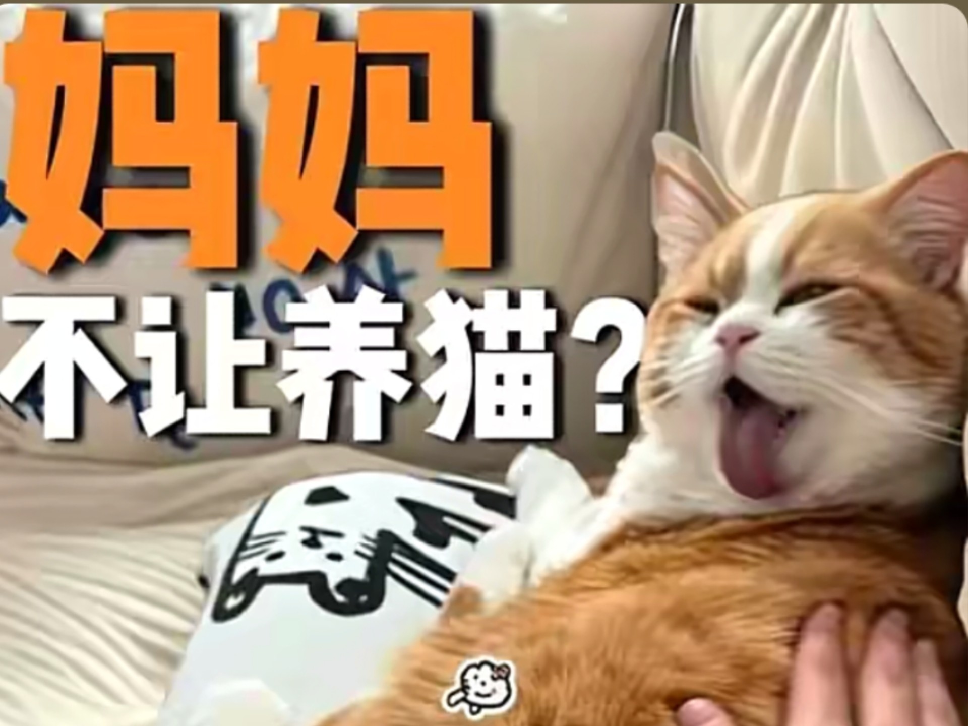 妈妈不让养猫？这些理由无懈可击！！