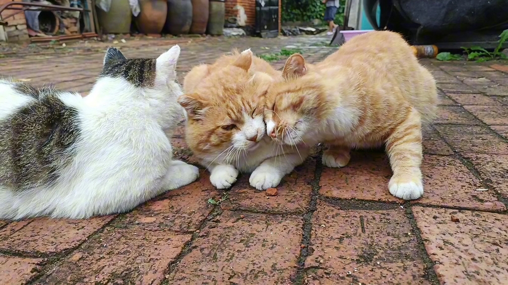 老柴：这点雨，配让我躲？别人躲雨，我有大头！