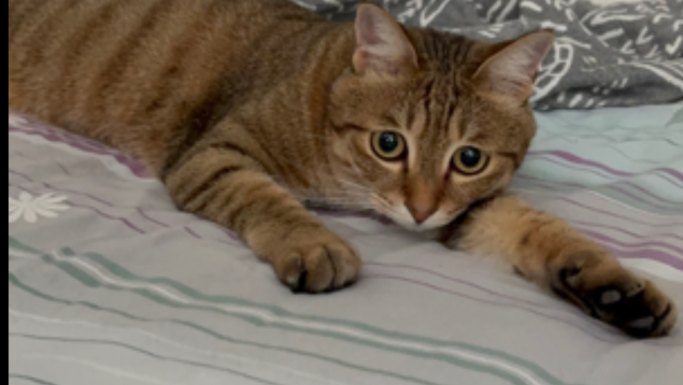 村霸：城里猫太菜了，练手都不够