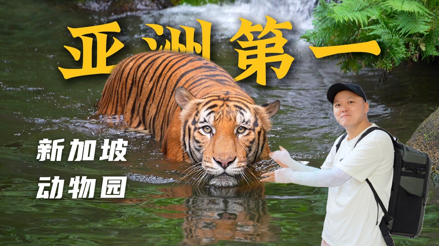 亚洲第一的动物园长啥样？新加坡动物园之旅！