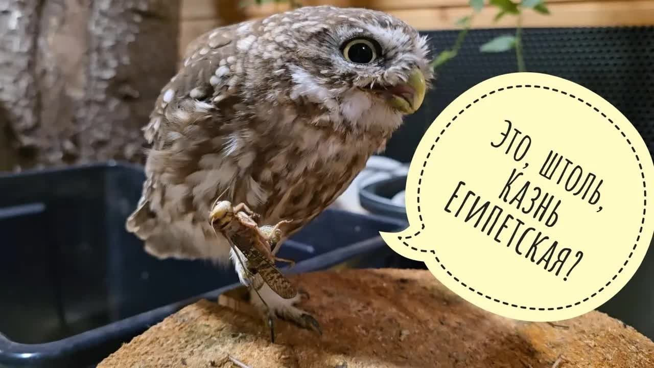 卢奇科爱吃点嘎嘣脆（贵价蝗虫）