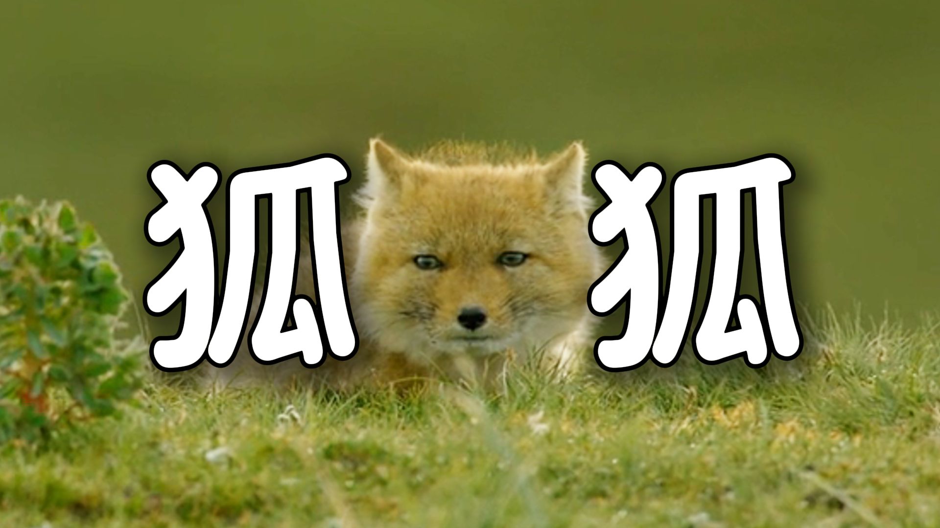 《 鬼 迷 日 眼 》