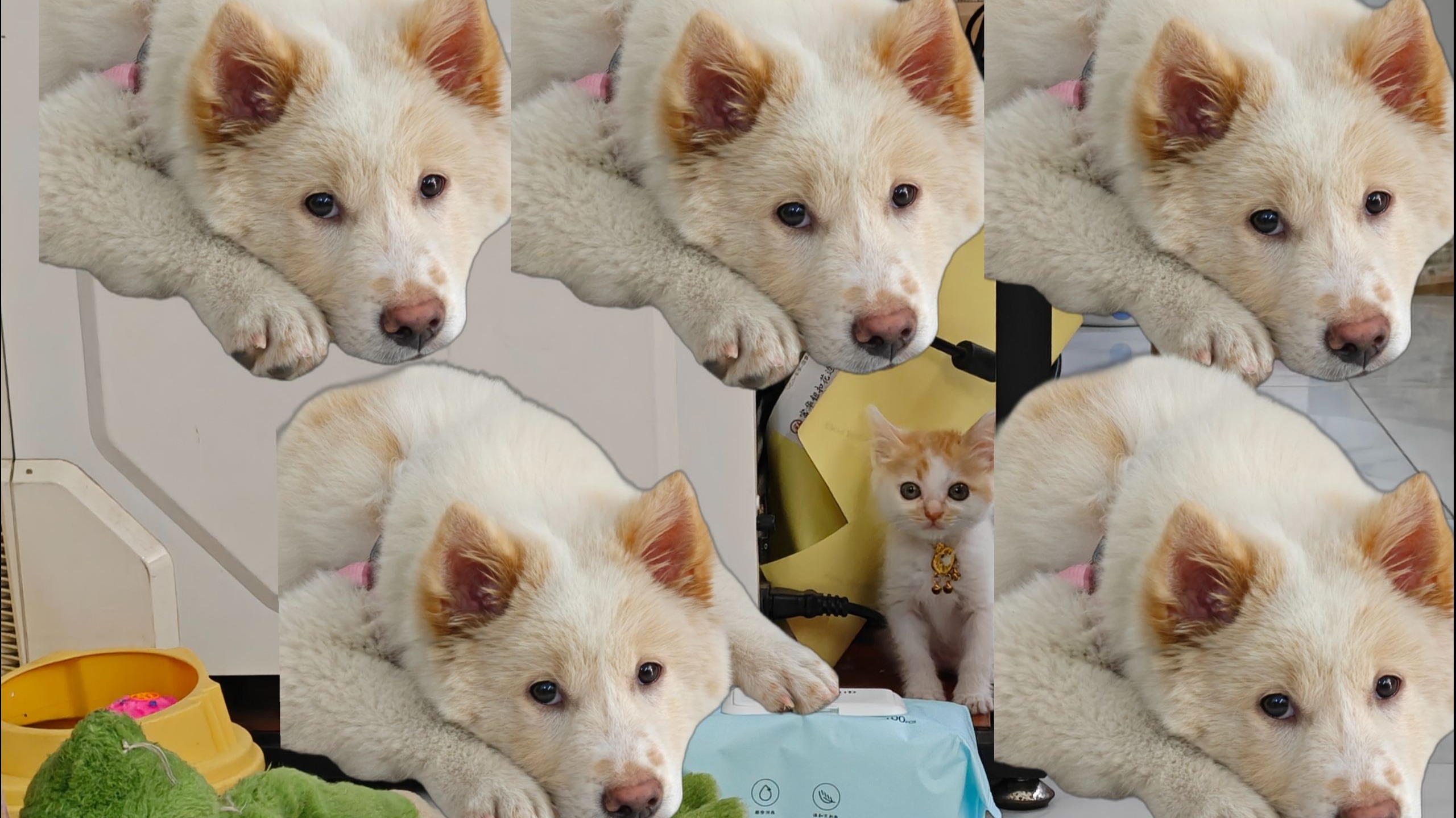 「冷风宇宙」豆豆多了个猫妹妹，还交了新狗友