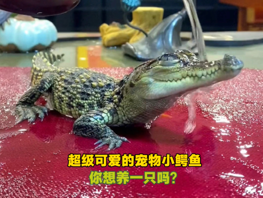 《超级可爱的小鳄鱼》你想养一只吗？