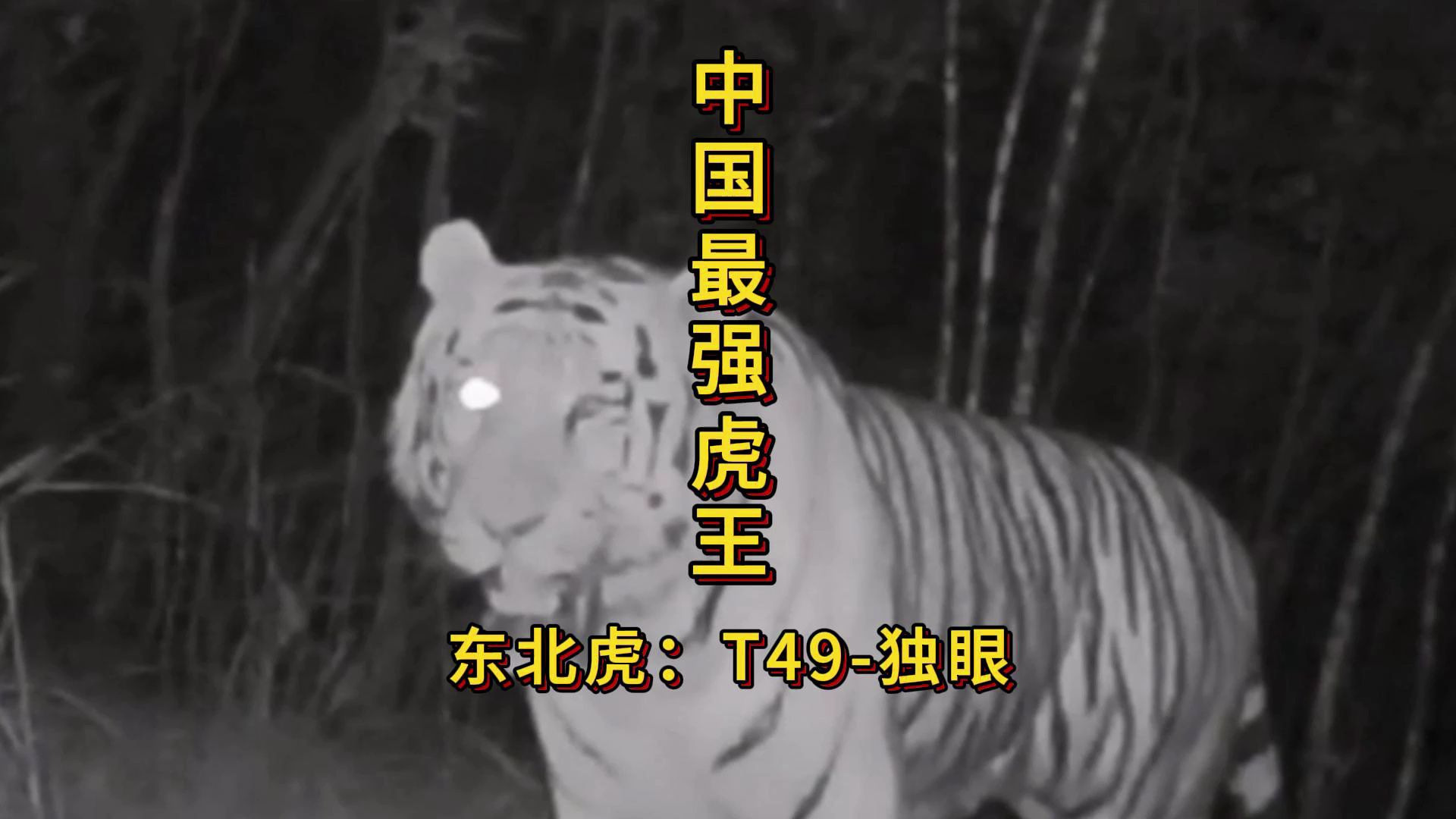 中国最强虎王： 东北虎T49-独眼＝M026