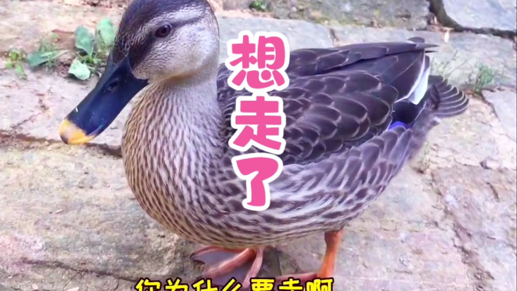 6只小野鸭长大了，去留发生分歧，大爷极力挽留