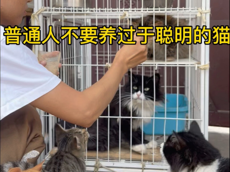 猫太过聪明，普通人根本养不了
