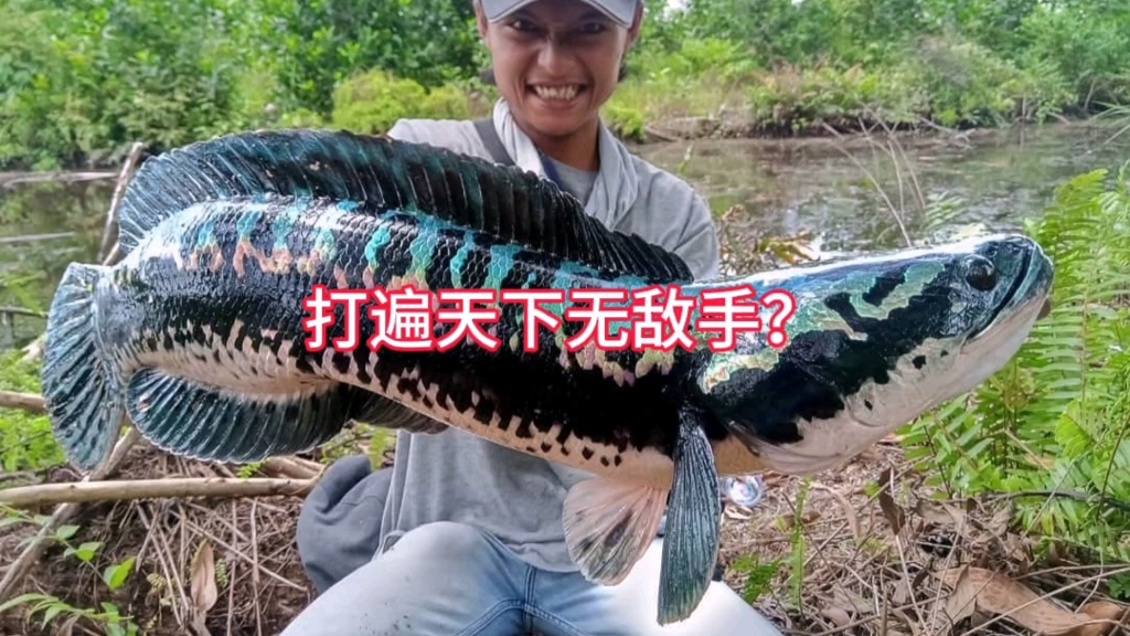 拷打铅笔吹，正确认知小盾鳢战斗力