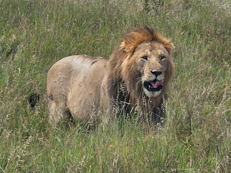 帅宝捕猎不用锁喉，闪现+肉弹冲击，小角马直接被撞晕