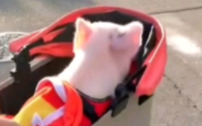 猪猪：你宠着我，我看着你~