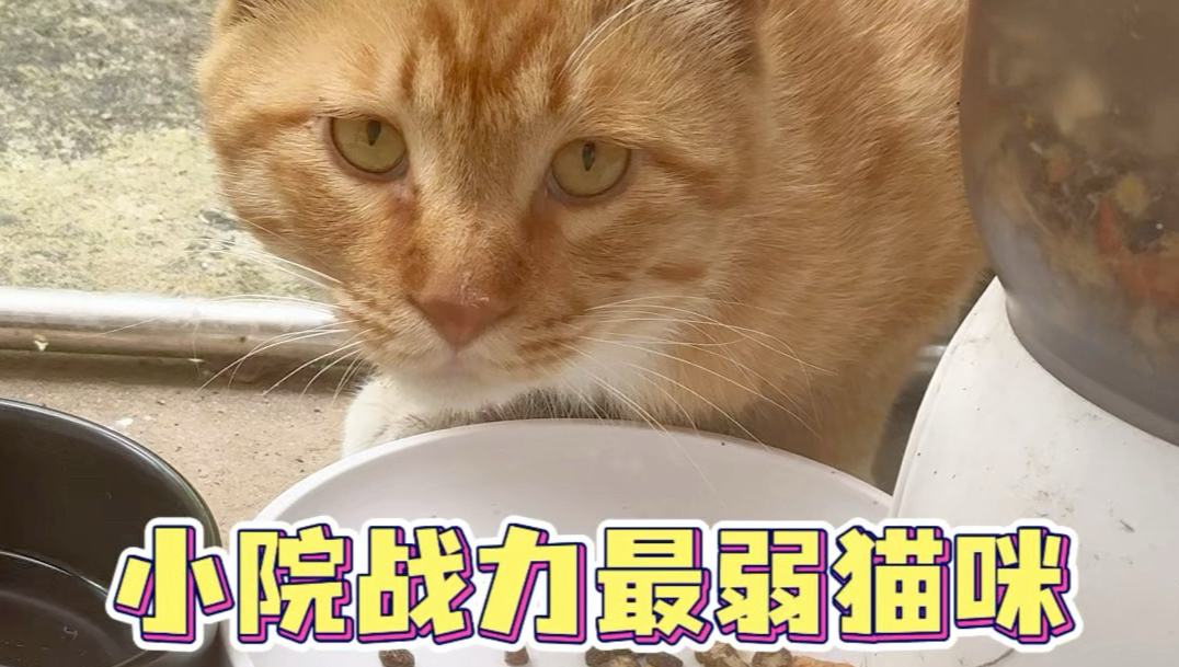怂货猫咪终于吃了一顿饱饭！