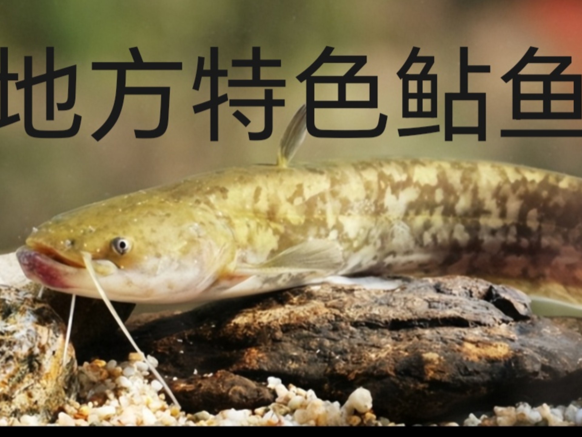 鲇属鱼类简介与分化简史(一)