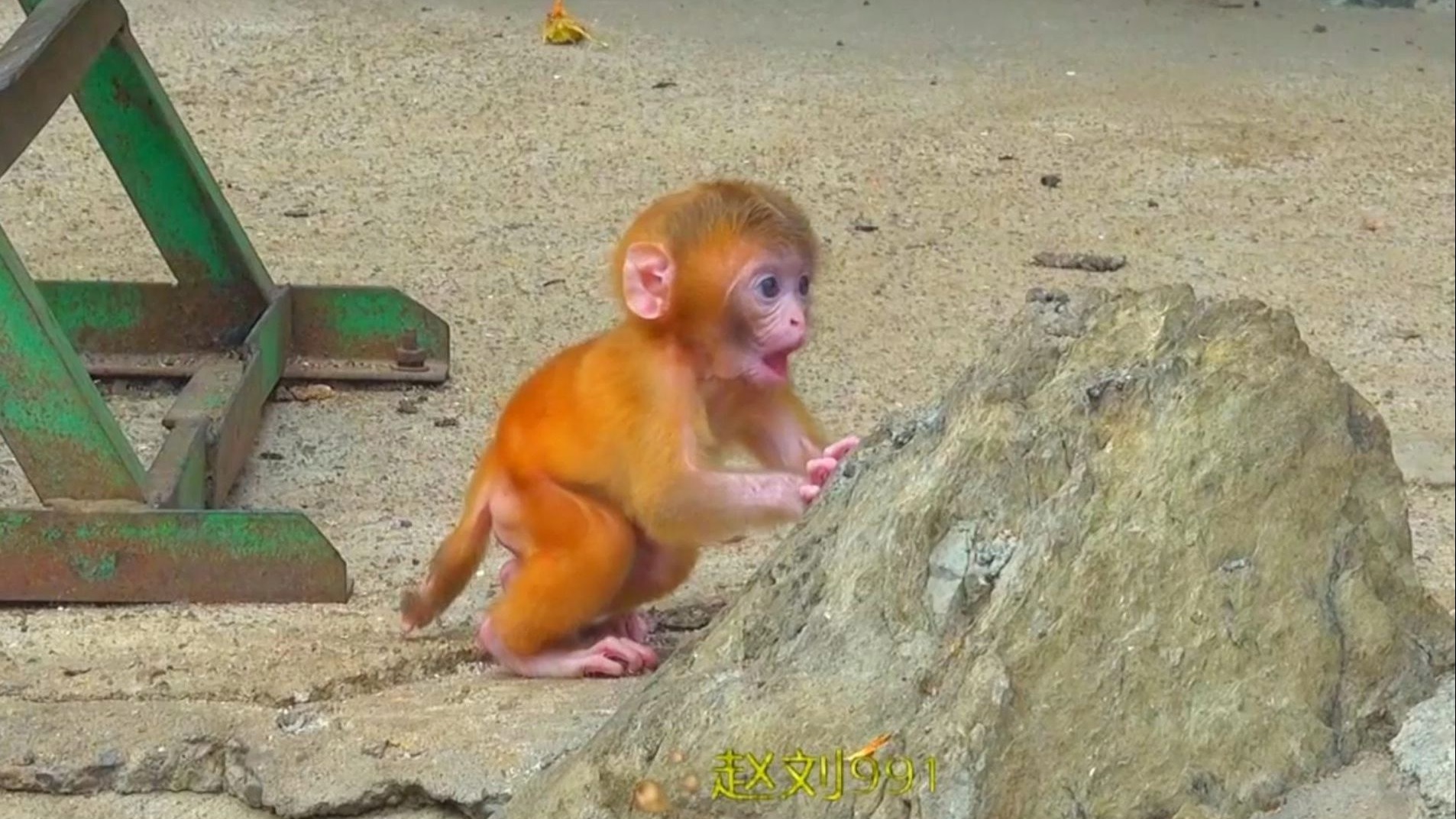 天下母亲的缩影，猴妈妈既想给孩子成长的自由，又想把风险都拦在