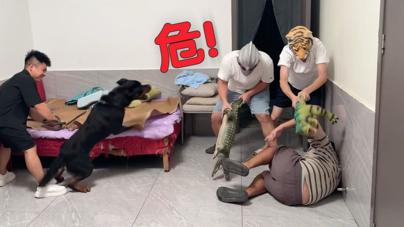 收养半个月的罗威纳，见到主人被打，会选择护主吗？