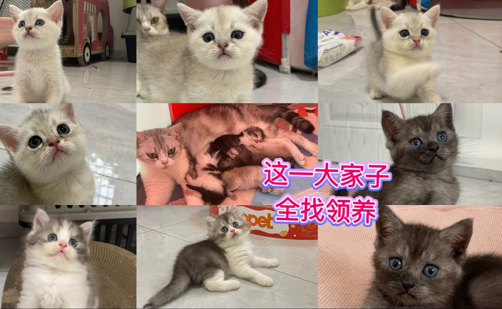 流浪的美短和生下的5只猫。给这一大家子找个家！！