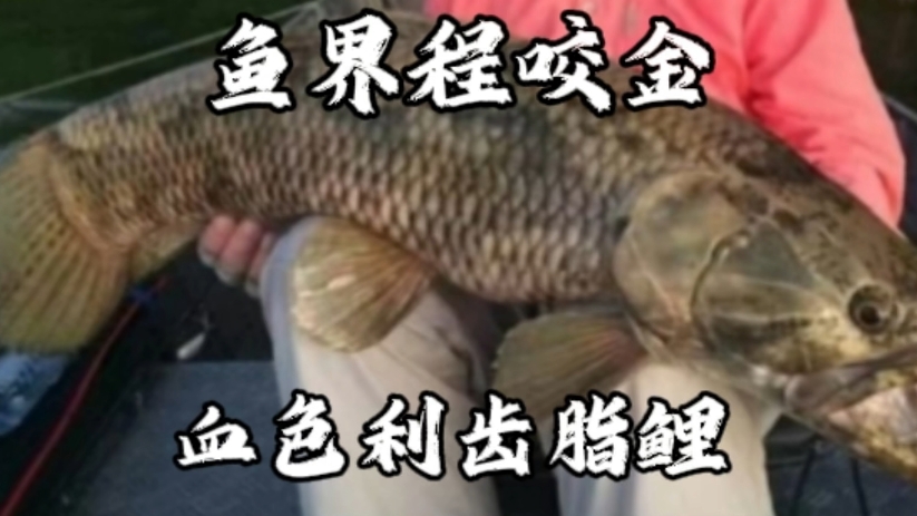 “鱼界程咬金”血色利齿脂鲤到底是不是脂鲤之王？（巨牙鱼解析）