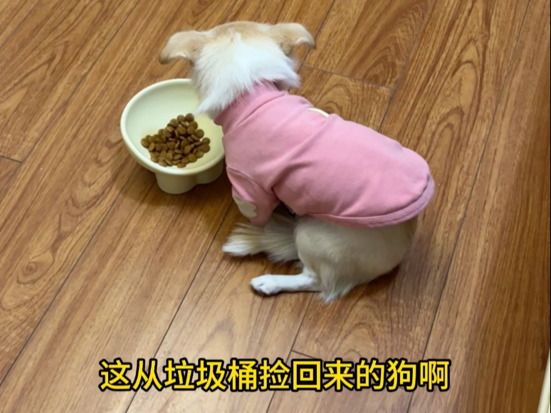 第48集｜垃圾桶捡的狗严重挑食！只吃纯肉！主人没办法，又送来我家整