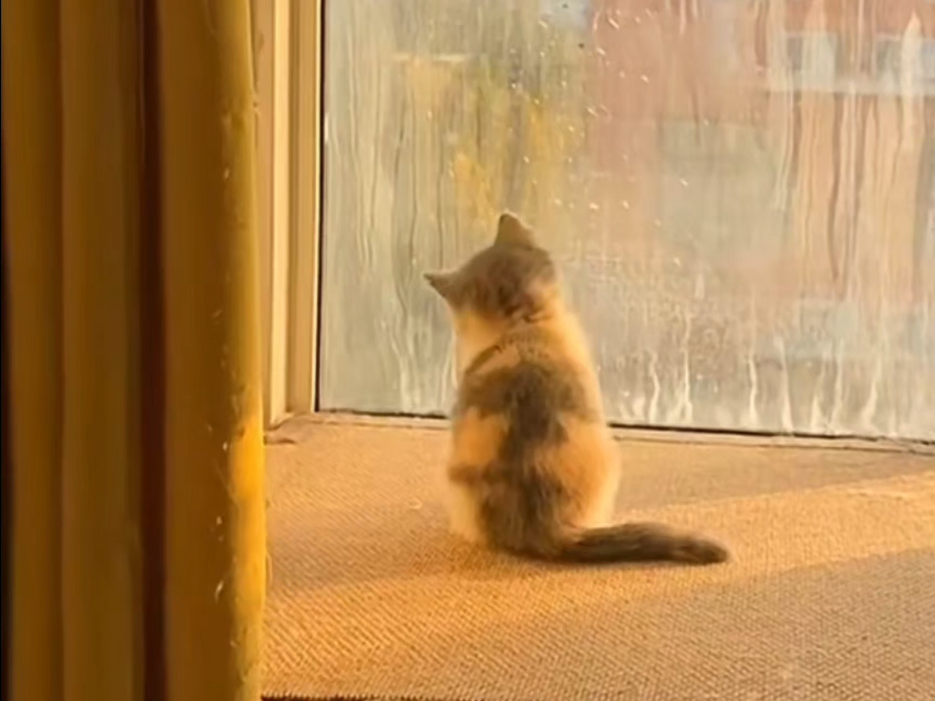阳光和猫咪是最佳的治愈良药