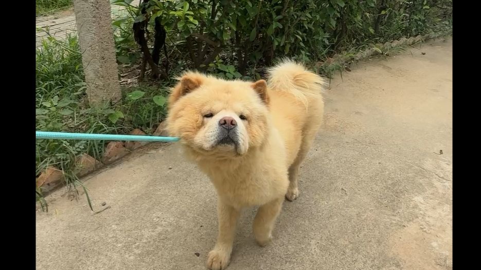 松狮犬确实是个大犟种，反应慢社交能力差还孤傲，但很可爱