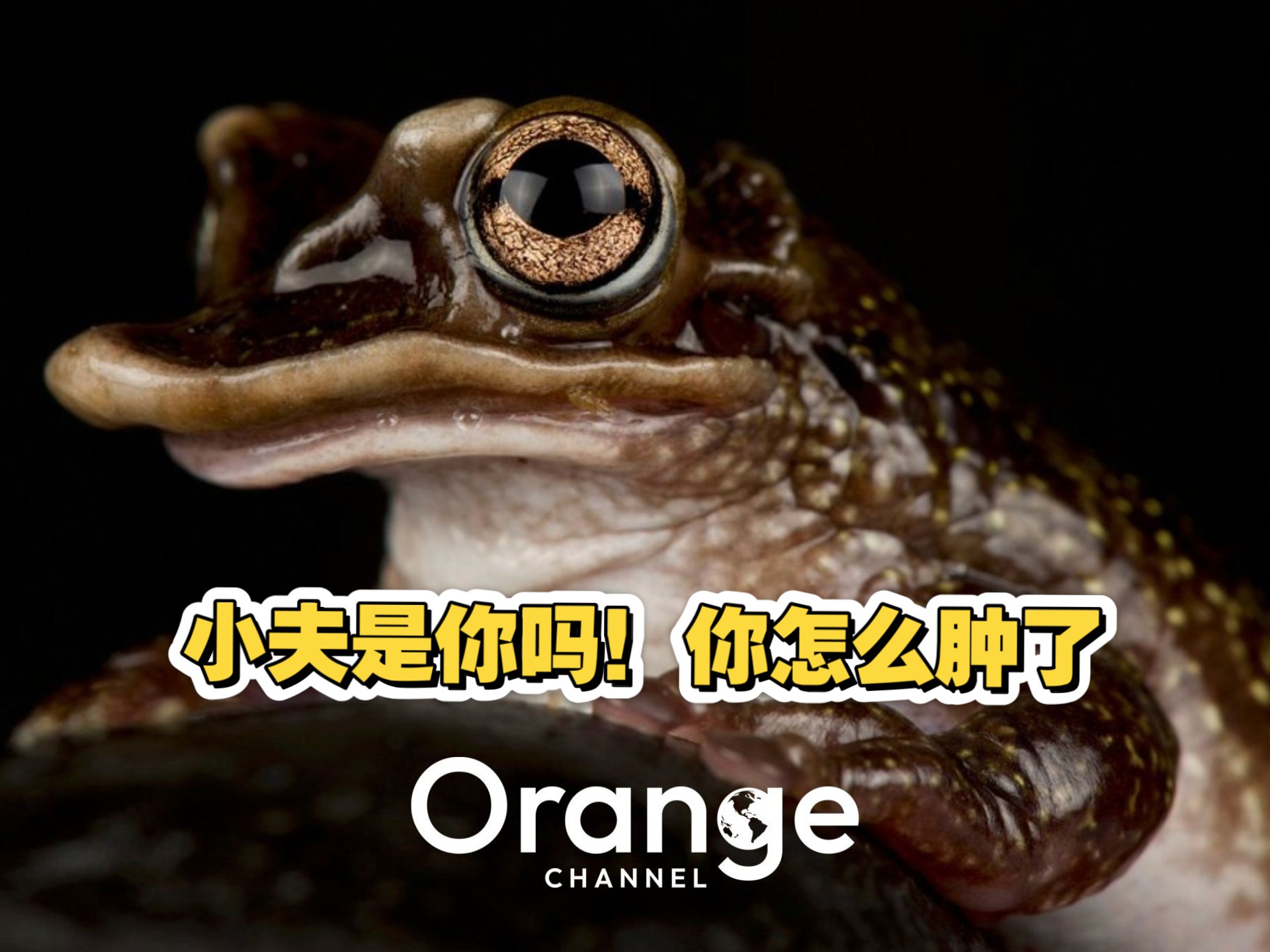 你说嘴巴嘟嘟！嘟嘟嘟嘟嘟的鸭嘴三腭齿蛙！