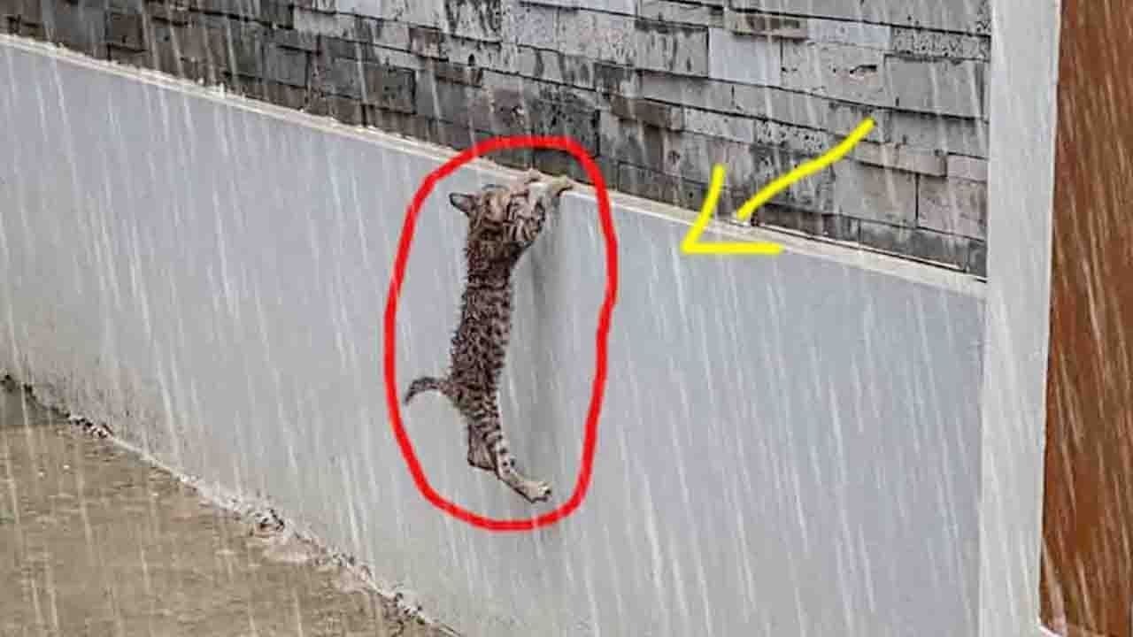 一只小猫在雨中惊慌失措，因寒冷和饥饿而哭泣，我收养了它