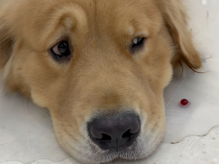 皮皮出院后变牛，到处冲