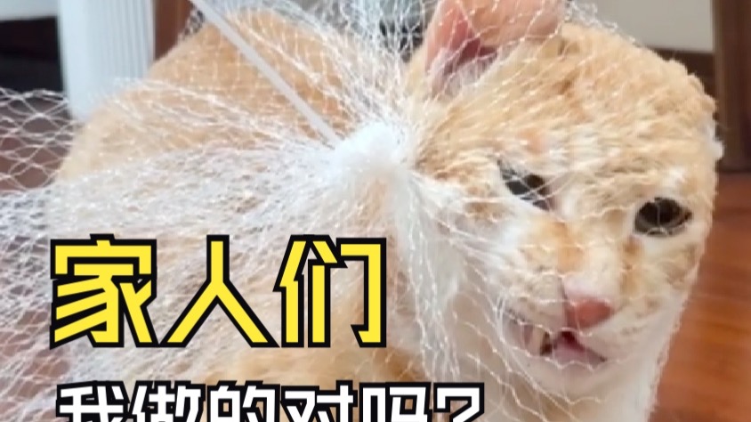 家人们，我做的对吗？