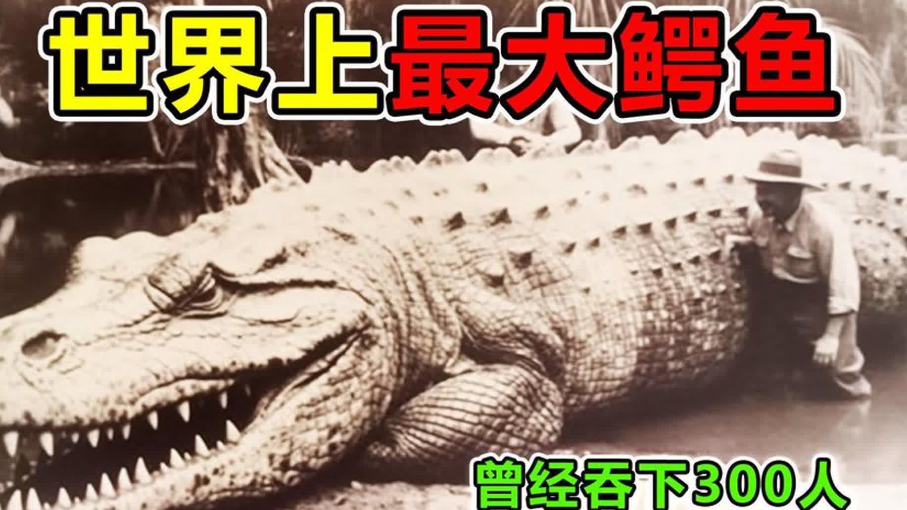 地球上“最致命”的鳄鱼，古斯塔夫巨鳄，10年时间生吞300人