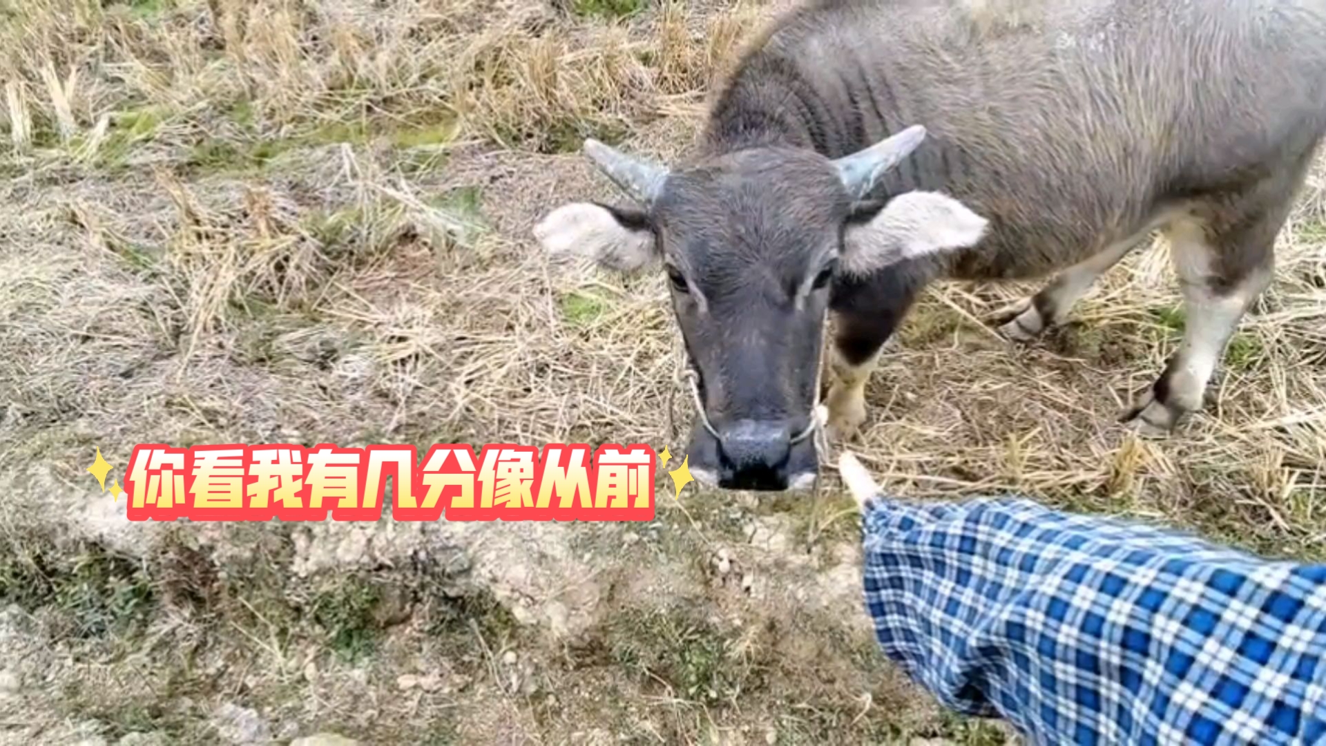 你看我有几分像从前