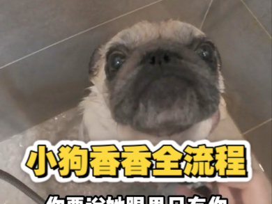 小巴香香全流程