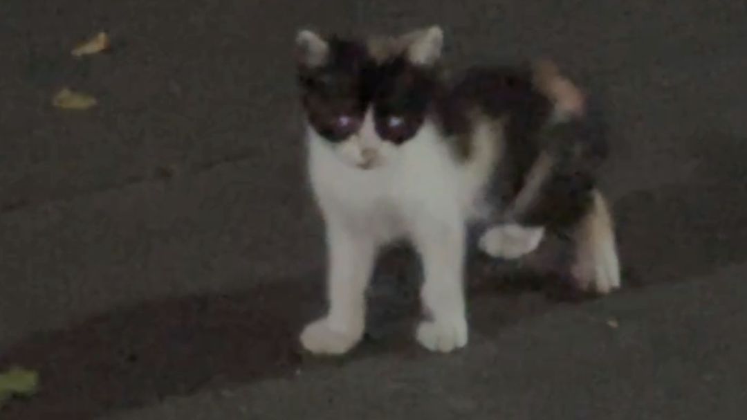 捡到个佐罗三花