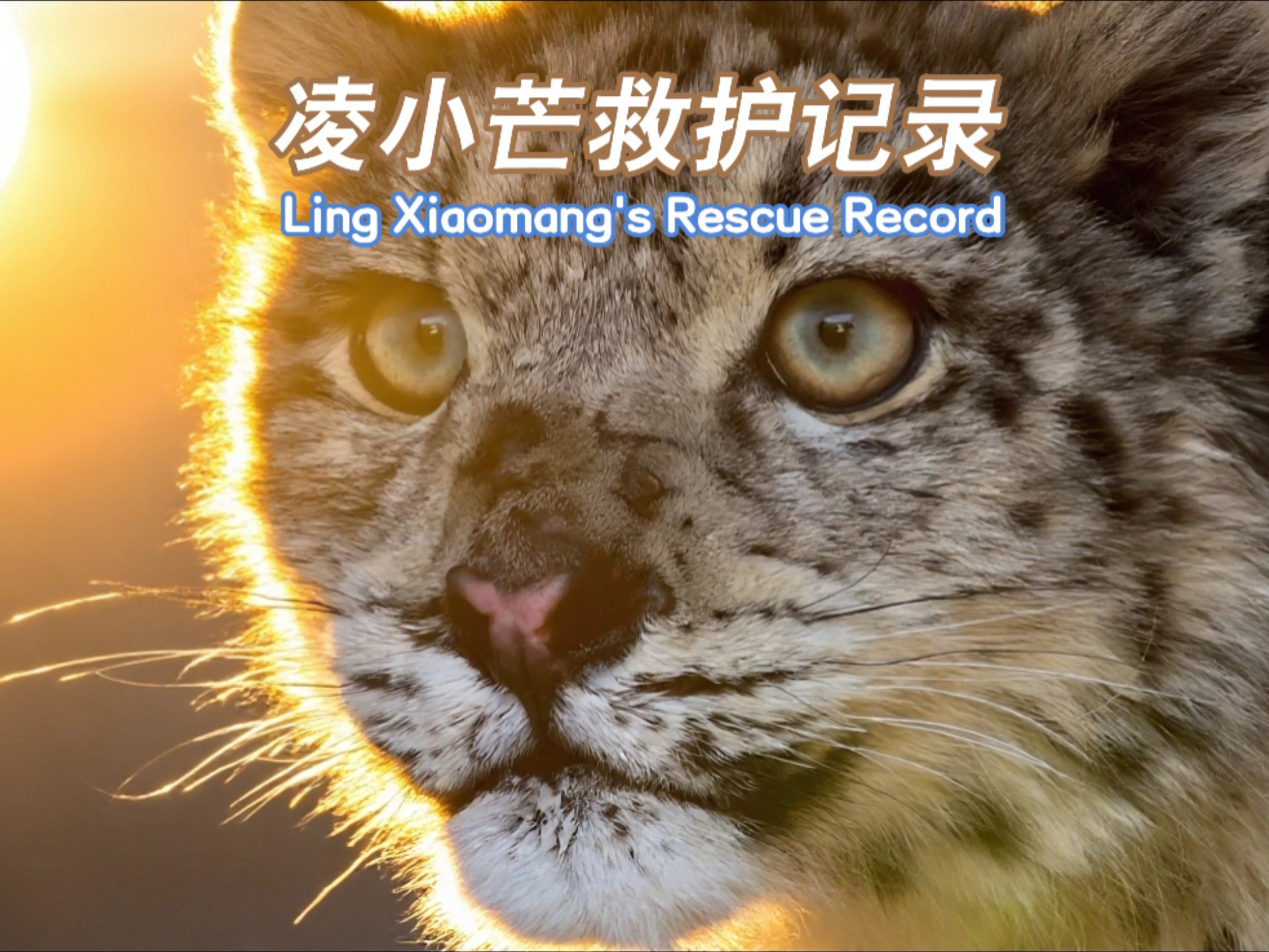 凌小芒救护记录