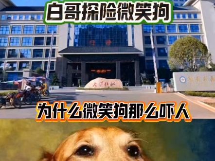 为什么微笑狗那么吓人