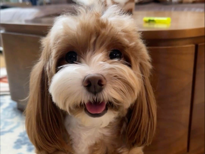 Vlog57 | 世界再大 小狗等我回家呀