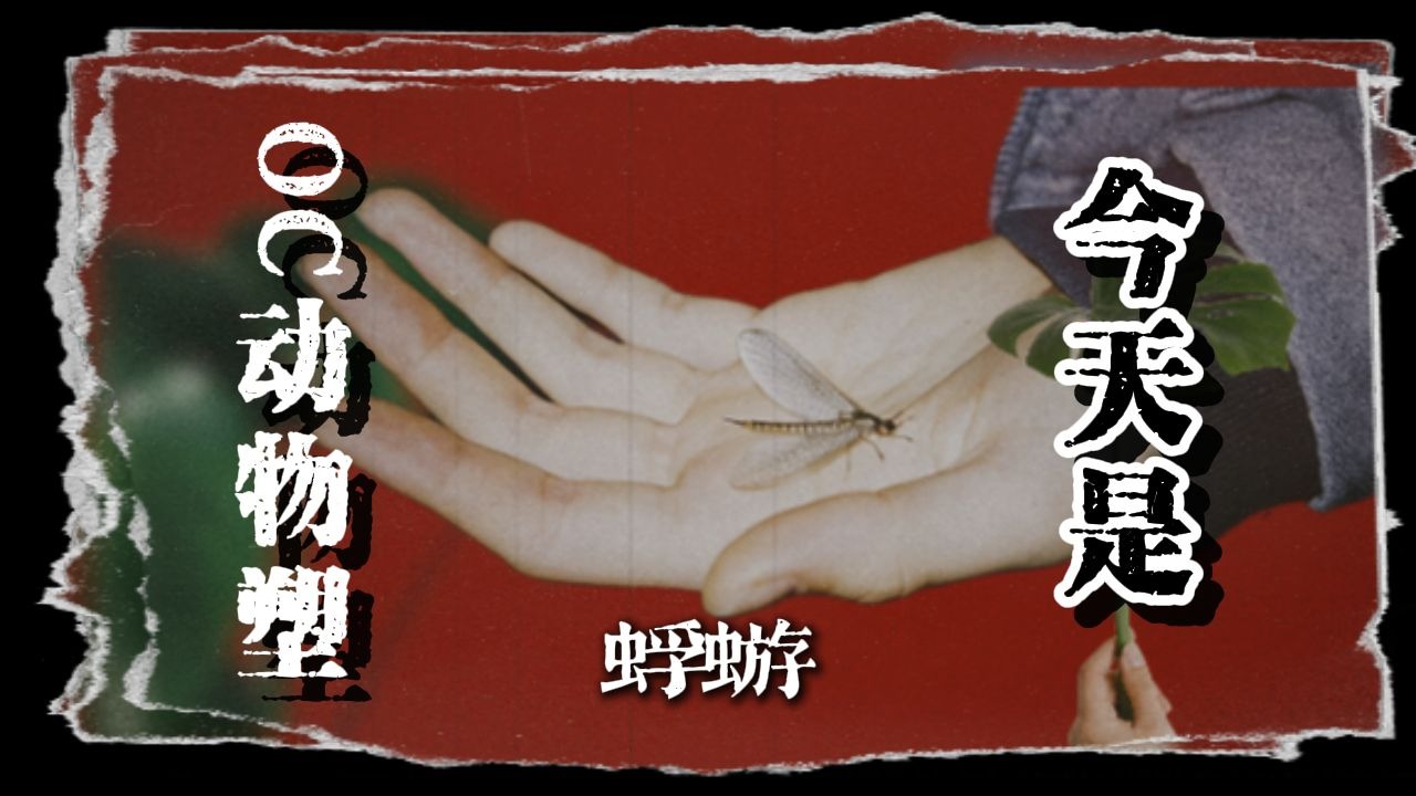 【oc动物塑】蜉蝣—朝生暮死