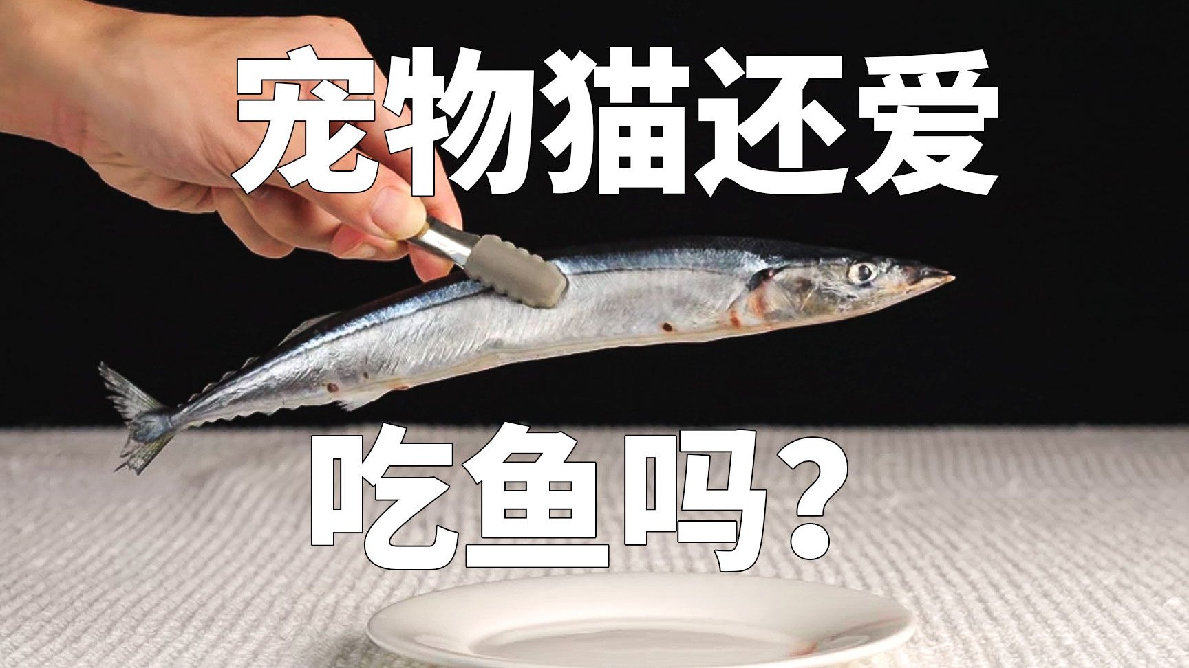 猫：秋刀鱼的滋味