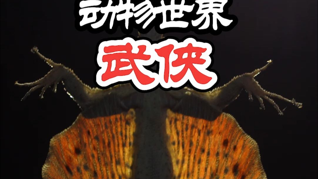 【好书推荐】动物世界中也有江湖